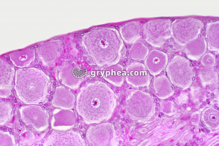 Ganglion rachidien x100 - gryphea.com